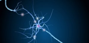 nestine neurogenese